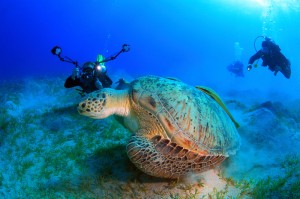 Divers Using Their Dive Equipment (Diving Cameras and Underwater Photography Lights) To Capture Images Of A Sea Turtle