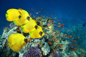 Underwater Photography Of Marine Wildlife Taken By Divers